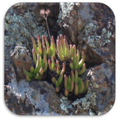 Sticky Dudleya, San Diego County Parks Preserve. Sticky Dudleya is a MSCP covered species.