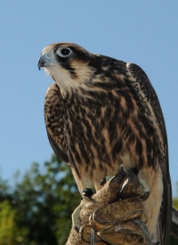 American Peregin Falcon