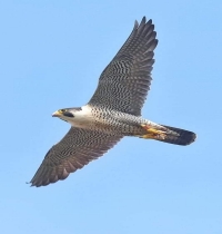 American Peregin Falcon flying