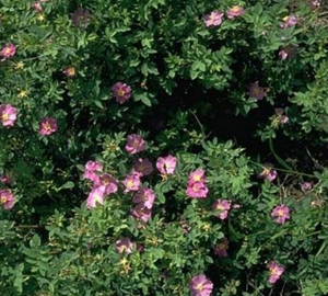 California wild rose plant
