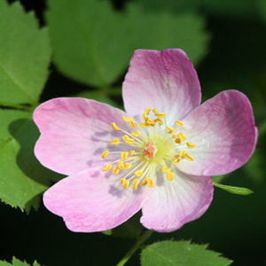 California wild rose flower
