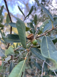 Engelmann Oak Leaves