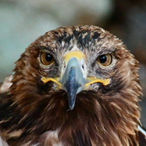 Golden Eagle