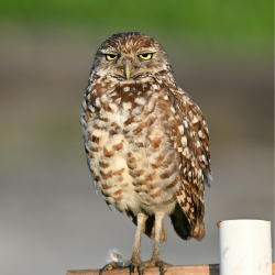 Western Burrowing Owl Standing