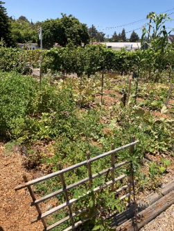 Empty lot with vegetation growing