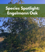 Species Spotlight: Engelmann Oak