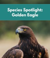 Golden Eagle Golden Eagle