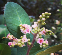 Native plant blossom 