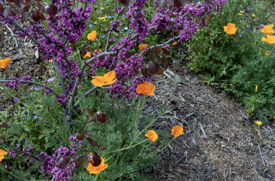 Native Plant & Garden Resources