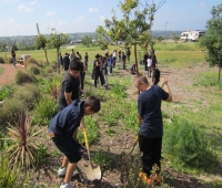 Individuals planting a tree in the ground
