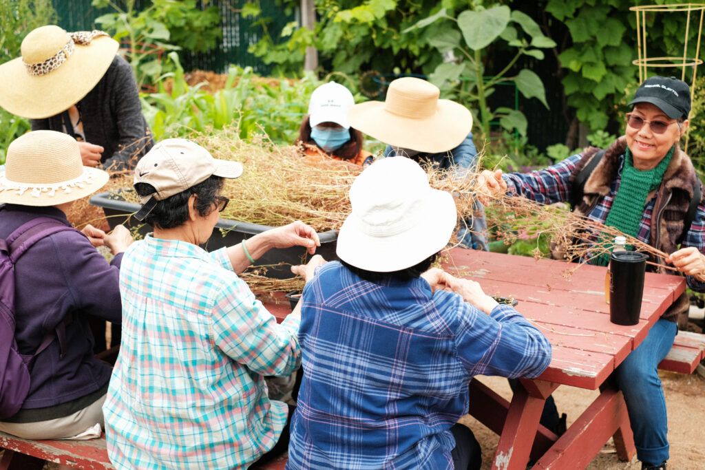 Group of women around a table picking coriander seeds.